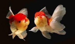 娱乐718吃瓜张金鱼,张金鱼吃瓜背后的故事